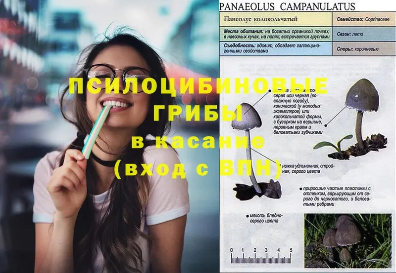 Галлюциногенные грибы Psilocybine cubensis  где продают   Дубовка 